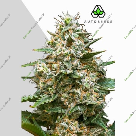 Maui Wowie Auto Marijuana Strain by Auto Seeds For Sale Online at Cannabis Seeds Outlet