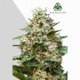 Maui Wowie Auto Marijuana Strain by Auto Seeds For Sale Online at Cannabis Seeds Outlet