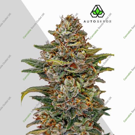 OG Kush Auto Marijuana Strain by Auto Seeds For Sale Online at Cannabis Seeds Outlet