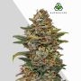 OG Kush Auto Marijuana Strain by Auto Seeds For Sale Online at Cannabis Seeds Outlet