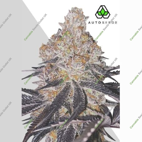 Permanent Marker Auto Marijuana Strain by Auto Seeds For Sale Online at Cannabis Seeds Outlet