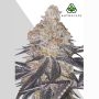 Permanent Marker Auto Marijuana Strain by Auto Seeds For Sale Online at Cannabis Seeds Outlet