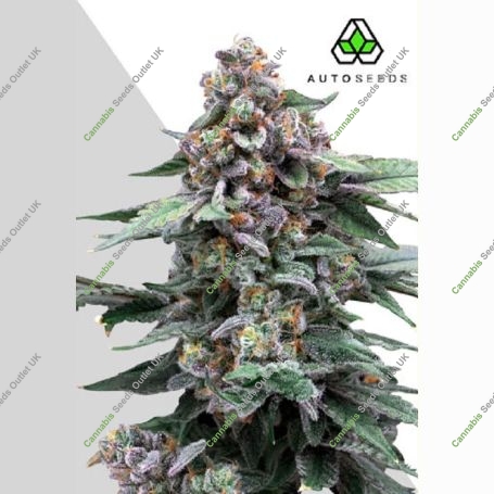 Runtz Auto Marijuana Strain by Auto Seeds For Sale Online at Cannabis Seeds Outlet