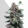 Runtz Auto Marijuana Strain by Auto Seeds For Sale Online at Cannabis Seeds Outlet
