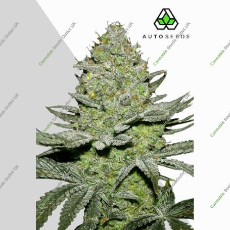 Sour Diesel Auto Marijuana Strain by Auto Seeds For Sale Online at Cannabis Seeds Outlet