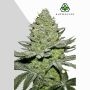 Sour Diesel Auto Marijuana Strain by Auto Seeds For Sale Online at Cannabis Seeds Outlet
