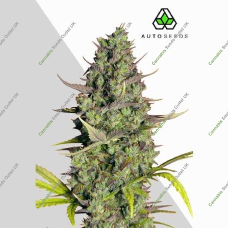 Wedding Cake Auto Marijuana Strain by Auto Seeds For Sale Online at Cannabis Seeds Outlet