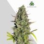 Wedding Cake Auto Marijuana Strain by Auto Seeds For Sale Online at Cannabis Seeds Outlet