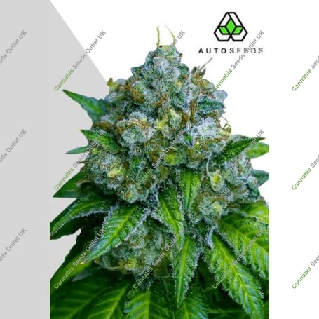 Zkittlez Auto Marijuana Strain by Auto Seeds For Sale Online at Cannabis Seeds Outlet