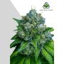 Zkittlez Auto Marijuana Strain by Auto Seeds For Sale Online at Cannabis Seeds Outlet