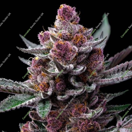 Cherry Poppers Marijuana Strain by Barneys Farm For Sale Online at Cannabis Seeds Outlet