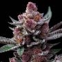 Cherry Poppers Marijuana Strain by Barneys Farm For Sale Online at Cannabis Seeds Outlet