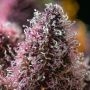 Barneys Farm Cherry Poppers Weed Seeds Smoke Buds Ganja Skunk Dope Pot Images Pics Nuggets