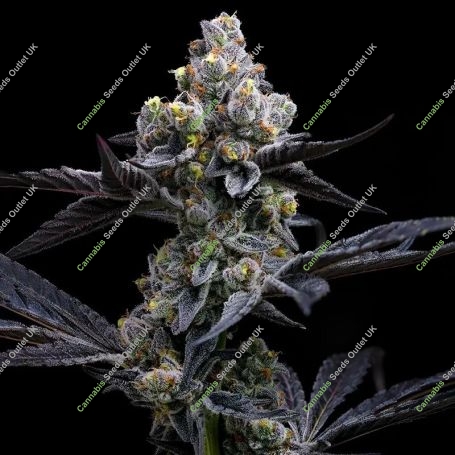 Garlic Cookies Marijuana Strain by Barneys Farm For Sale Online at Cannabis Seeds Outlet