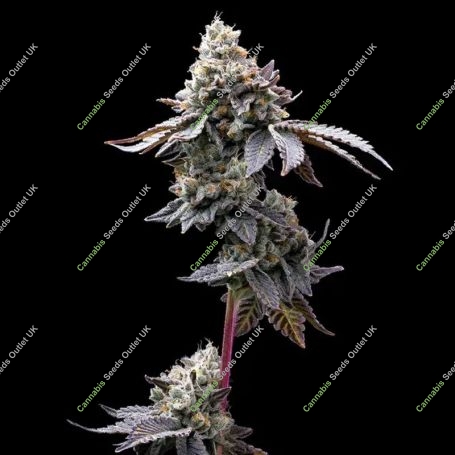 GMO Cookies Marijuana Strain by Barneys Farm For Sale Online at Cannabis Seeds Outlet