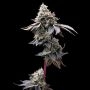GMO Cookies Marijuana Strain by Barneys Farm For Sale Online at Cannabis Seeds Outlet