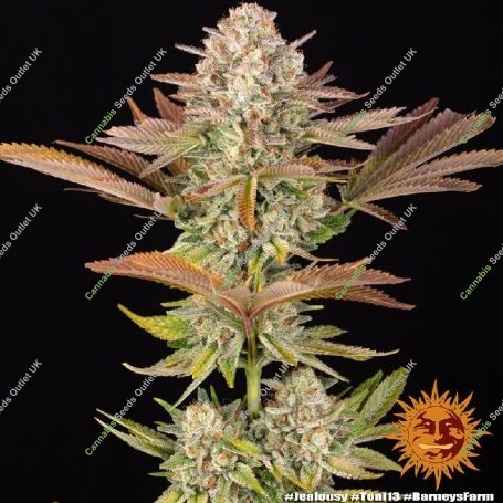 Jealousy Marijuana Strain by Barneys Farm For Sale Online at Cannabis Seeds Outlet