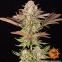 Jealousy Marijuana Strain by Barneys Farm For Sale Online at Cannabis Seeds Outlet