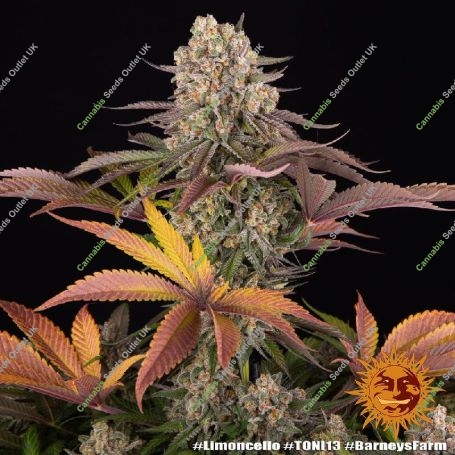 Limoncello Marijuana Strain by Barneys Farm For Sale Online at Cannabis Seeds Outlet