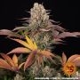 Limoncello Marijuana Strain by Barneys Farm For Sale Online at Cannabis Seeds Outlet