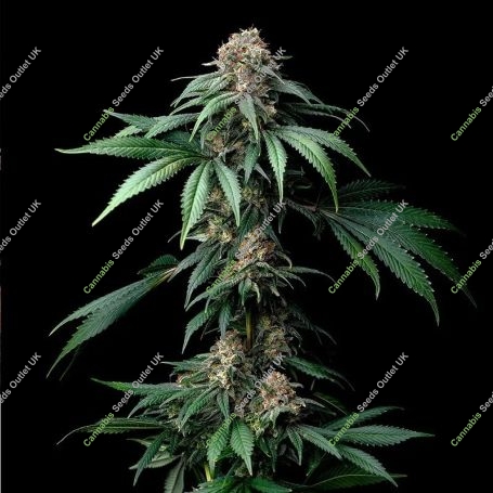 Mendo Breath Marijuana Strain by Barneys Farm For Sale Online at Cannabis Seeds Outlet