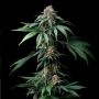 Mendo Breath Marijuana Strain by Barneys Farm For Sale Online at Cannabis Seeds Outlet