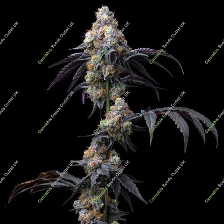 Rainbow Sherbet Marijuana Strain by Barneys Farm For Sale Online at Cannabis Seeds Outlet
