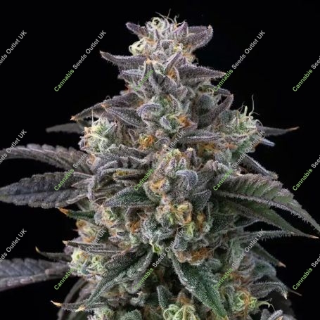 Super Boof Marijuana Strain by Barneys Farm For Sale Online at Cannabis Seeds Outlet