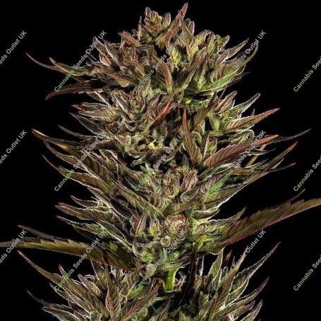Thin Mint x Sour Pinot Auto Marijuana Strain by Barneys Farm For Sale Online at Cannabis Seeds Outlet