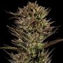 Thin Mint x Sour Pinot Auto Marijuana Strain by Barneys Farm For Sale Online at Cannabis Seeds Outlet
