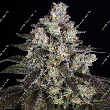 Trainwreck Marijuana Strain by Barneys Farm For Sale Online at Cannabis Seeds Outlet