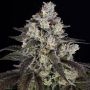 Trainwreck Marijuana Strain by Barneys Farm For Sale Online at Cannabis Seeds Outlet