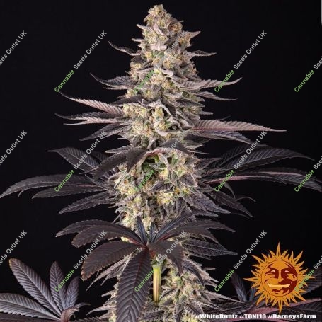 White Runtz Marijuana Strain by Barneys Farm For Sale Online at Cannabis Seeds Outlet