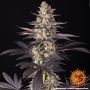 White Runtz Marijuana Strain by Barneys Farm For Sale Online at Cannabis Seeds Outlet