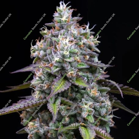 Zoap Marijuana Strain by Barneys Farm For Sale Online at Cannabis Seeds Outlet