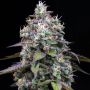 Zoap Marijuana Strain by Barneys Farm For Sale Online at Cannabis Seeds Outlet