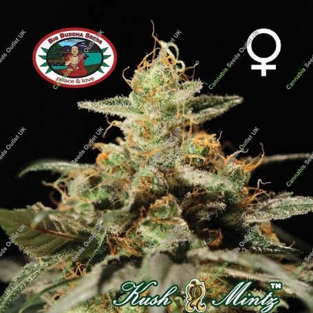 Kush Mintz Marijuana Strain by Big Buddha Seeds For Sale Online at Cannabis Seeds Outlet