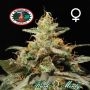 Kush Mintz Marijuana Strain by Big Buddha Seeds For Sale Online at Cannabis Seeds Outlet