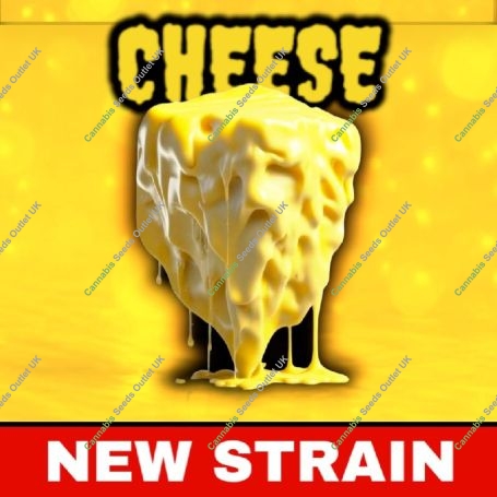 Cheese Marijuana Strain by BSB Genetics For Sale Online at Cannabis Seeds Outlet