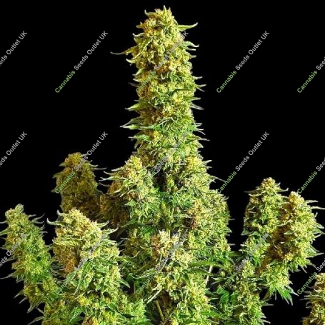 Critical + 2 Marijuana Strain by BSB Genetics For Sale Online at Cannabis Seeds Outlet