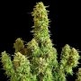 Critical + 2 Marijuana Strain by BSB Genetics For Sale Online at Cannabis Seeds Outlet
