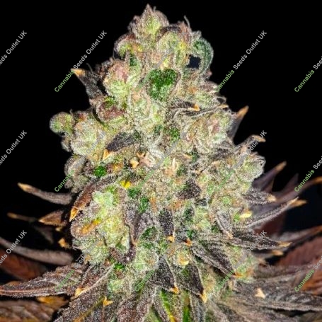 DoSiDos Marijuana Strain by BSB Genetics For Sale Online at Cannabis Seeds Outlet