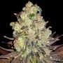 DoSiDos Marijuana Strain by BSB Genetics For Sale Online at Cannabis Seeds Outlet