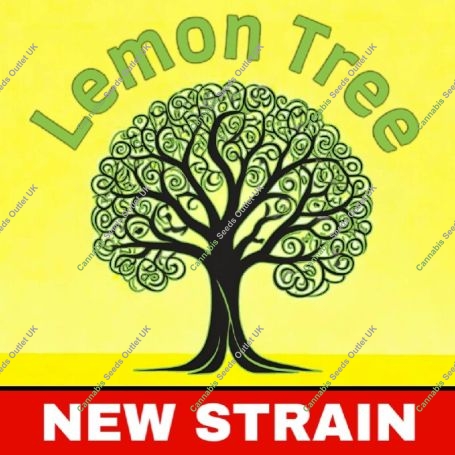 Lemon Tree Marijuana Strain by BSB Genetics For Sale Online at Cannabis Seeds Outlet