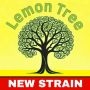 Lemon Tree Marijuana Strain by BSB Genetics For Sale Online at Cannabis Seeds Outlet