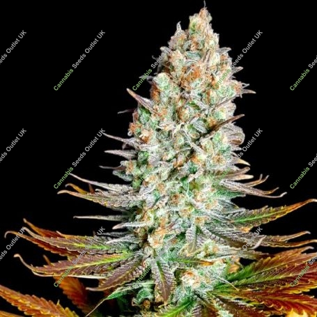 Northern Lights Marijuana Strain by BSB Genetics For Sale Online at Cannabis Seeds Outlet