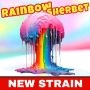 Rainbow Sherbet Marijuana Strain by BSB Genetics For Sale Online at Cannabis Seeds Outlet