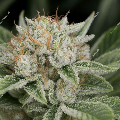 Cali Mango Mass Auto Marijuana Strain by Critical Mass Collective For Sale Online at Cannabis Seeds Outlet