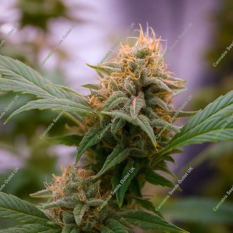 Super Lemon Mass Marijuana Strain by Critical Mass Collective For Sale Online at Cannabis Seeds Outlet