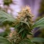 Super Lemon Mass Marijuana Strain by Critical Mass Collective For Sale Online at Cannabis Seeds Outlet
